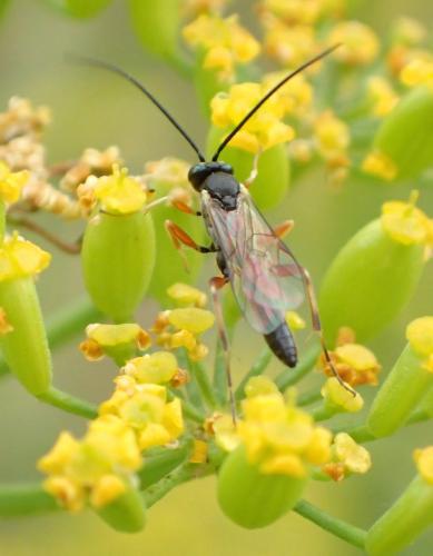 Réf. 267 747 : Campopleginae inconnu